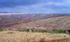 Israel - irrigated fields - Israeli agriculture - photo by E.Keren
