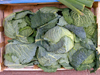 Israel - Kfar Vitkin: cabbages - Brassica oleracea / couves - vegetables - photo by E.Keren