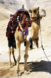 Israel - Negev desert: camel posing - Camelus dromedarius - photo by W.Allgwer