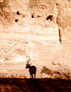 Ein Gedi oasis and National Park, South district, Israel: ibex silhouette - Capra ibex nubiana - photo by E.Keren