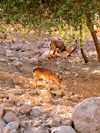 Ein Gedi oasis and National Park, South district, Israel: a pair of ibex look for food among the stones of the Judean Desert - Capra nubiana - bouquetin - Steinbock - photo by E.Keren