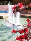 Tel Aviv, Israel: tree with red flowers and fountain at Rabin square - photo by E.Keren