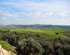 Deir Rafat monastery, Mateh Yehuda region, Jerusalem district, Israel: olive orchards and green fields - photo by M.Torres