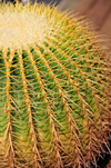 Tel Aviv, Israel: spherical cactus close-up - photo by M.Torres