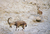 Israel - Negev desert: pair of mountain goats - ibex - Capra ibex - photo by J.Kaman
