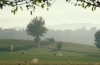 Italy / Italia - Arezzo - Casentino (Tuscany / Toscana): farm life (photo by Stefano Lupi)