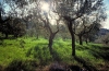 Italy / Italia - Florence / Firenze (Toscany / Toscana) / FLR : in the hills - olive grove (photo by Stefano Lupi)