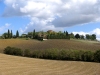 Italy / Italia - Tuscany / Toscana:  rural landscape (photo by Hy Waxman)