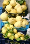 Italy / Italia - Positano: giant lemons (photo by R.Wallace)