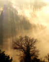 Italy / Italia - Todi (Umbria): fog und sun rays - tree - silhouette (photo by Emanuele Luca)