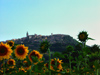 Italy / Italia - Todi (Umbria): the town and the sunflowers (photo by Emanuele Luca)