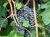 Italy / Italia - 06036 Montefalco (Umbria - Perugia): vineyards -  sagrantino grapes (photo by Emanuele Luca)