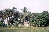 Cte d'Ivoire - Grand Lahou: palm grove on the coast (photo by J.Filshie)