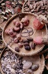 Cte d'Ivoire - Cracking nuts at the market (photo by J.Filshie)