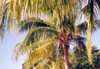 Jamaica - Ocho Rios: palm trees (photo by Miguel Torres)