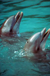 Jamaica - Ocho Rios: Dolphin Cover - pair of dolphins - photo by Francisca Rigaud
