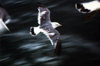 Japan - blacktailed gull - Larus japonicus - fauna - birds - photo by W.Schipper