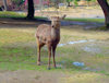 Japan (Honshu island) - Nara: deer at the deer park - photo by G.Frysinger