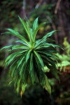 Juan Fernandez islands - Robinson Crusoe island: plant - dendroseris of robinsonia? (photo by Willem Schipper)