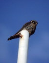 Juan Fernandez islands - Robinson Crusoe island: Juan Fernandez falcon - Falco sparverius fernandensis - cernicalo (photo by Willem Schipper)