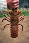 Juan Fernandez islands - Robinson Crusoe island: Juan Fernandez lobster -  jasus frontalis (photo by Willem Schipper)