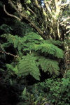 Juan Fernandez islands - Robinson Crusoe island: tree fern - dicksonia of thyrsopteris? (photo by Willem Schipper)