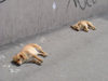 Kaliningrad / Koenigsberg, Russia: stray dogs bask in the sun / streunende Hunde in der Sonne - photo by P.Alanko