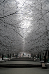 Kazakhstan, Almaty: frozen trees - photo by M.Torres