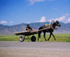 Kazakhstan - Almaty oblys: on a road in the countryside, a horse pulling a cart - photo by E.Petitalot