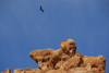 Kazakhstan, Charyn Canyon: Valley of the Castles - a vulture above the gorge - photo by M.Torres