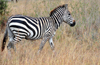 Nairobi NP, Kenya: Burchell's zebra - Equus quagga burchellii - photo by M.Torres