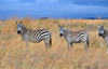 Nairobi NP, Kenya: three zebras posing - Burchell's zebra - Equus quagga burchellii - photo by M.Torres