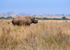Nairobi NP, Kenya: Black Rhinoceros - Diceros bicornis - photo by M.Torres
