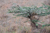 Nairobi NP, Kenya: thorn tree in the grass plain - the Athi-Kapiti ecosystem - photo by M.Torres