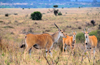 Nairobi NP, Kenya: common eland - Taurotragus oryx - ram with two females - photo by M.Torres
