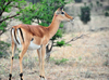 Nairobi NP, Kenya: impala scanning the horizon - Aepyceros melampus- photo by M.Torres