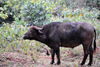 Nairobi Safari Walk, Langata, Kenya: African Buffalo or Cape Buffalo - Syncerus caffer - photo by M.Torres