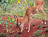 Nairobi Safari Walk, Langata, Kenya: impala ram looking smelling the ground - photo by M.Torres