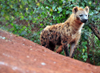 Nairobi Safari Walk, Langata, Kenya: hyena - hiena - photo by M.Torres
