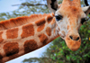 Langata, Nairobi, Kenya: close up of Rothschild Giraffe - Langata Giraffe Centre - photo by M.Torres