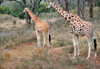 Langata, Nairobi, Kenya: mother and juvenile - Rothschild Giraffe - Langata Giraffe Centre - photo by M.Torres