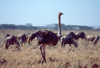 Kenya - Nairobi National Park: ostrich - photo by F.Rigaud