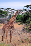 Nairobi National Park, Kenya: giraffe looking for food among the Acacia bushes - Masai Giraffe - Kilimanjaro Giraffe - Giraffa camelopardalis tippelskirchi - photo by M.Torres