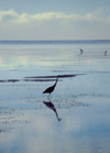Kenya - Kikambala - Kilifi District: heron on the water - Indian Ocean - fauna - bird - reflection - photo by F.Rigaud