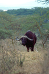 Kenya - Lake Nakuru National Park: African buffalo - Syncerus caffer - photo by F.Rigaud