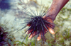 Africa - Kenya - Kanamai, Mombassa, Coast province: sea urchin - spiny sea creature of the class Echinoidea - photo by F.Rigaud