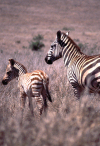 Kenya - Lake Nakuru National Park - Rift Valley Province: zebra with calf - African fauna - safari - wildlife - photo by F.Rigaud