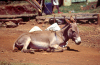 Africa - Kenya - Kericho - Rift Valley Province: donkey resting - photo by F.Rigaud