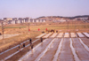 North Korea / DPRK - Rice padies under the red flags - photo by M.Torres