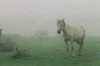Asia - South Korea - Jeju island / Cheju Island: horse in fog - photo by S.Lapides
